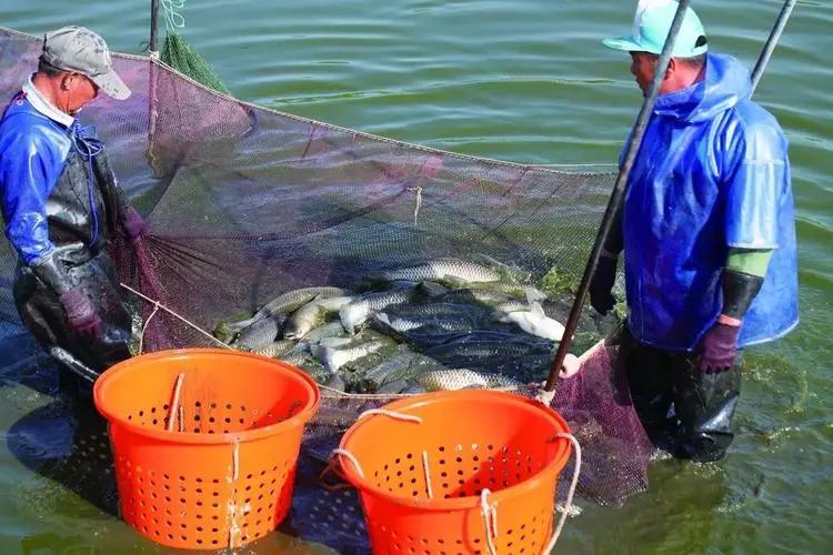 近期草魚苗指環(huán)蟲病害多發(fā)，建議先凈水后殺蟲消毒